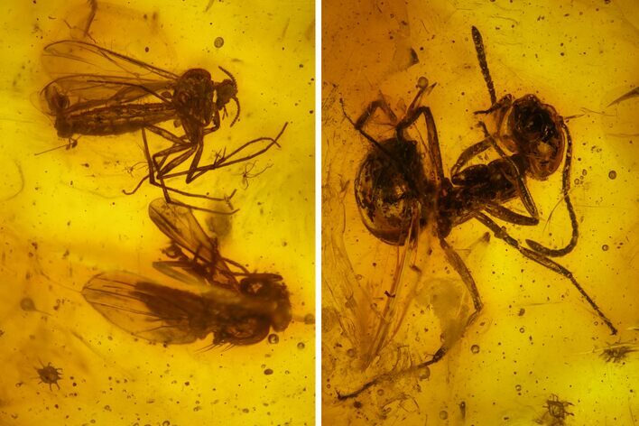 Detailed Fossil Ant (Formicidae) & Two Flies (Diptera) in Baltic Amber #163526